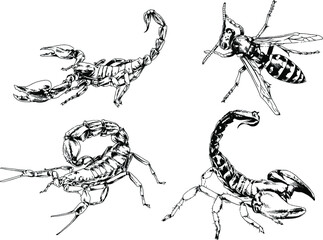 Fototapeta na wymiar vector drawings sketches different insects bugs Scorpions spiders drawn in ink by hand , objects with no background
