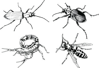 vector drawings sketches different insects bugs Scorpions spiders drawn in ink by hand , objects with no background