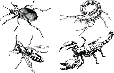 vector drawings sketches different insects bugs Scorpions spiders drawn in ink by hand , objects with no background