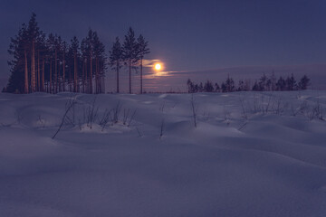 snow covered trees