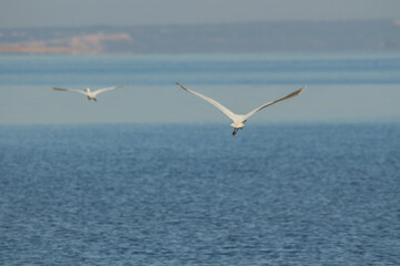 Fototapeta na wymiar Great egrets on the lake