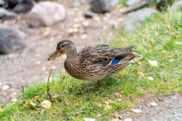 Duck walking on grass near river
