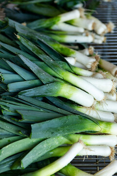 Farm: Farmer Preparing Leeks For Market