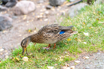 Duck walking on grass near river