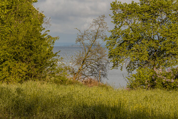 Riverbank, trees, swans