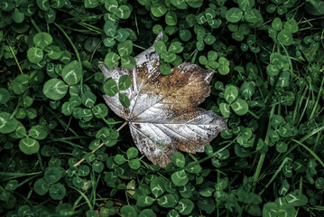  autumn leaf in a trifoil grass