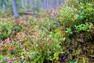 Fir swamp forest, moss, blueberry and lingonberry