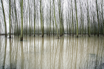 Gravellona Lomellina - flooded poplar grove