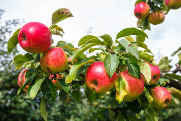 large ripe red apples hanging from tree branch in orchard ready for harvesting