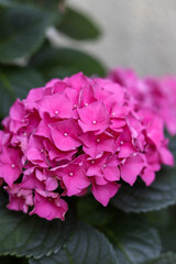 Obraz premium rosa Blume