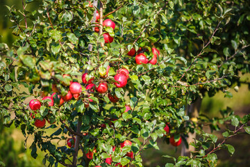 large ripe red apples hanging from tree branch in orchard ready for harvesting