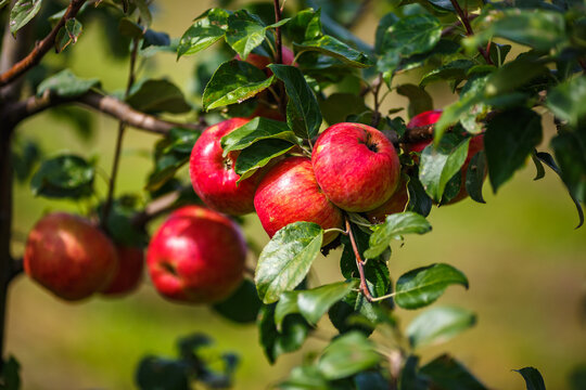 large ripe red apples hanging from tree branch in orchard ready for harvesting