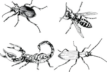 vector drawings sketches different insects bugs Scorpions spiders drawn in ink by hand , objects with no background