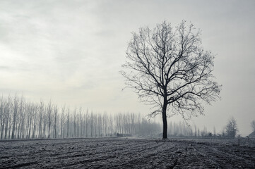 Mortara -12/30/2011: po valley poplar trees covered with frost