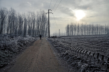 Mortara -12/30/2011: po valley poplar trees covered with frost