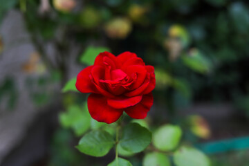 rote Rose