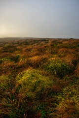 Abstract Vibrant Landscape, Ireland