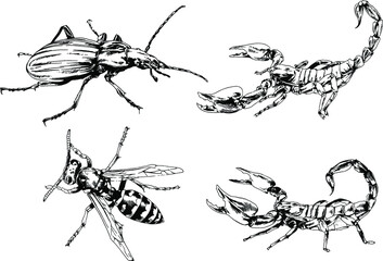 vector drawings sketches different insects bugs Scorpions spiders drawn in ink by hand , objects with no background