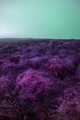 Abstract Vibrant Landscape, Ireland