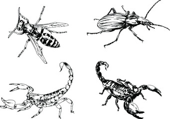 vector drawings sketches different insects bugs Scorpions spiders drawn in ink by hand , objects with no background