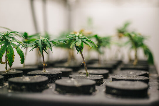 Cannabis Seedlings In A Grow Room