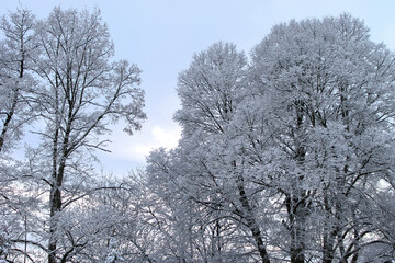 Winterliche Landschaft mit schneebedeckten Bäumen
