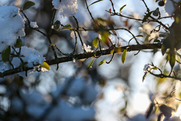 Schneeflocken an einem Ast