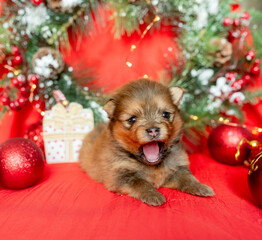 Fototapeta na wymiar puppy with christmas tree, gifts and decorations