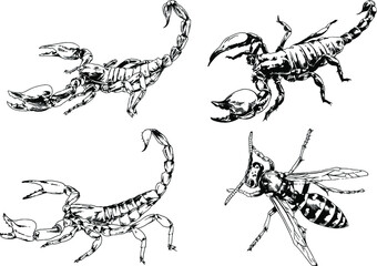 vector drawings sketches different insects bugs Scorpions spiders drawn in ink by hand , objects with no background