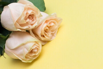 Soft pink roses on light yellow background with empty space.