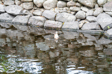 Duck looking under water in small river