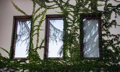 Window covered with ivy