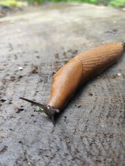 slug