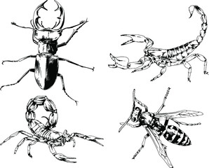 vector drawings sketches different insects bugs Scorpions spiders drawn in ink by hand , objects with no background