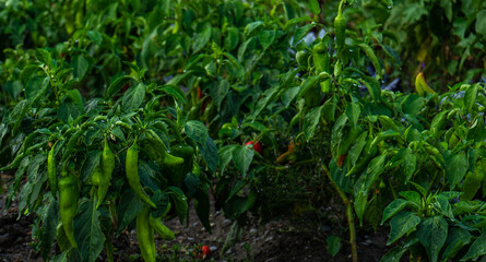 Farm field with green hot chilli pepper