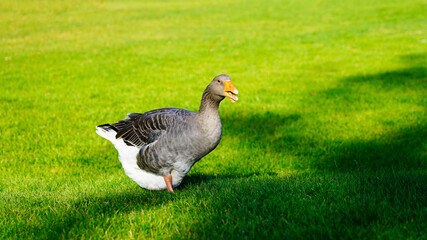 big beautiful fat domestic goose grazes on a green lawn. farm raising birds. bright goose on a green lawn on a sunny day.