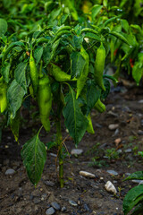 Farm field with green hot chilli pepper