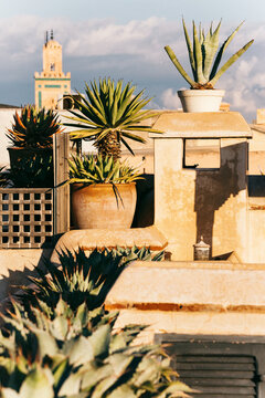 Rooftop Plants in Africa