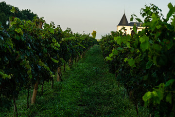 Fototapeta na wymiar The vineyard in Lopota