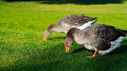 Two beautiful fat domestic gray geese graze on the green lawn. poultry farming. bright geese with orange beaks on a green lawn on a sunny day.