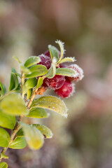 Ripe red forest berries, lingonberry (Vaccinium vitis-idaea) on a sunny autumn morning in Finnish nature and covered with frost