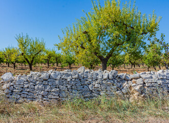 Close up of a countryside tree with a dry stone wall