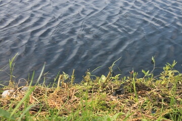 La rive