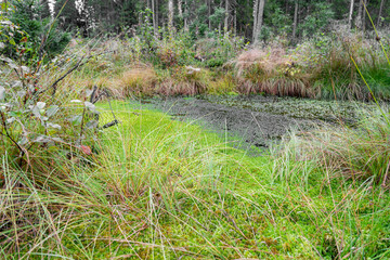 Fir swamp forest, moss, blueberry and lingonberry