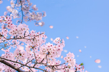 桜と青空
