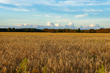 Bad Wilsnack in der Prignitz Umgebung Feld im Abendlicht