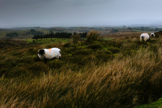 Wooly Sheep in the Middle of a High Grass Field in the Moody and Cold Irish Autumn