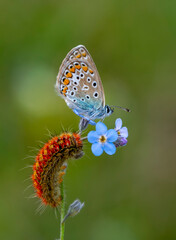 Macro shots, Beautiful nature scene. Closeup beautiful butterfly sitting on the flower in a summer garden.


