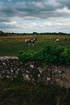 Farm With Free Range Horses in the Green and Cloudy Landscape of Ireland