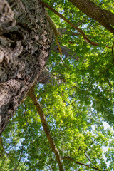 Oak tree seen upwards, focus on the bark	
